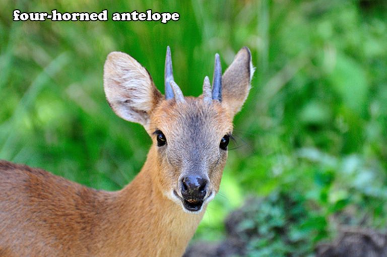 Banke National Park
