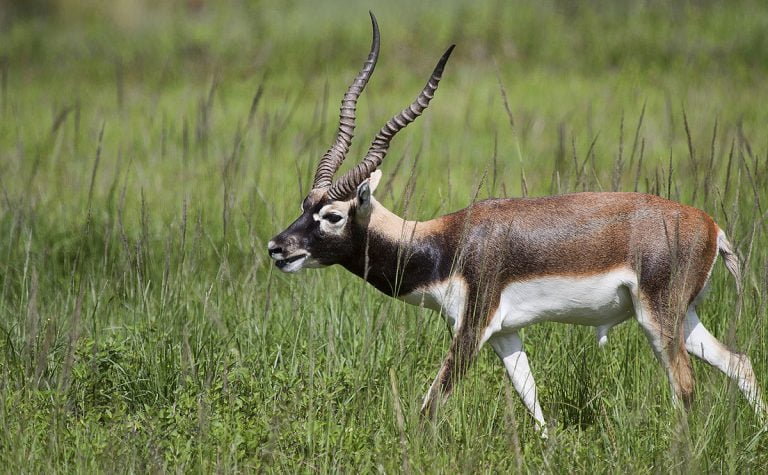 Bardiya National Park
