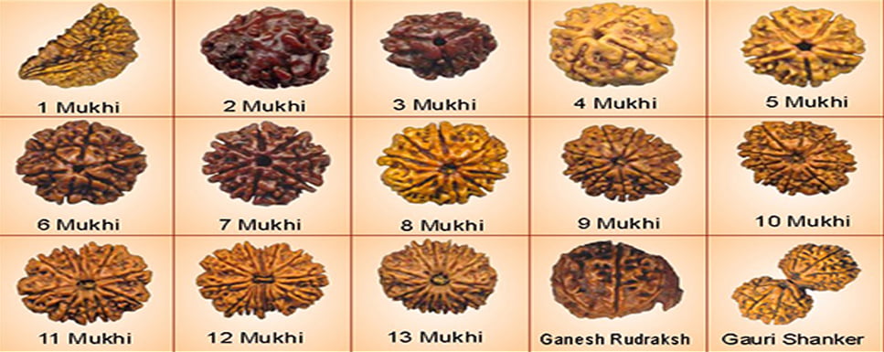 Rudraksha