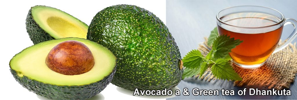 Avocado of dhankuta