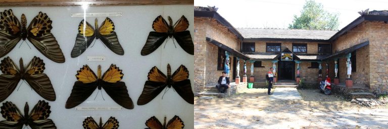 Annapurna Butterfly Museum