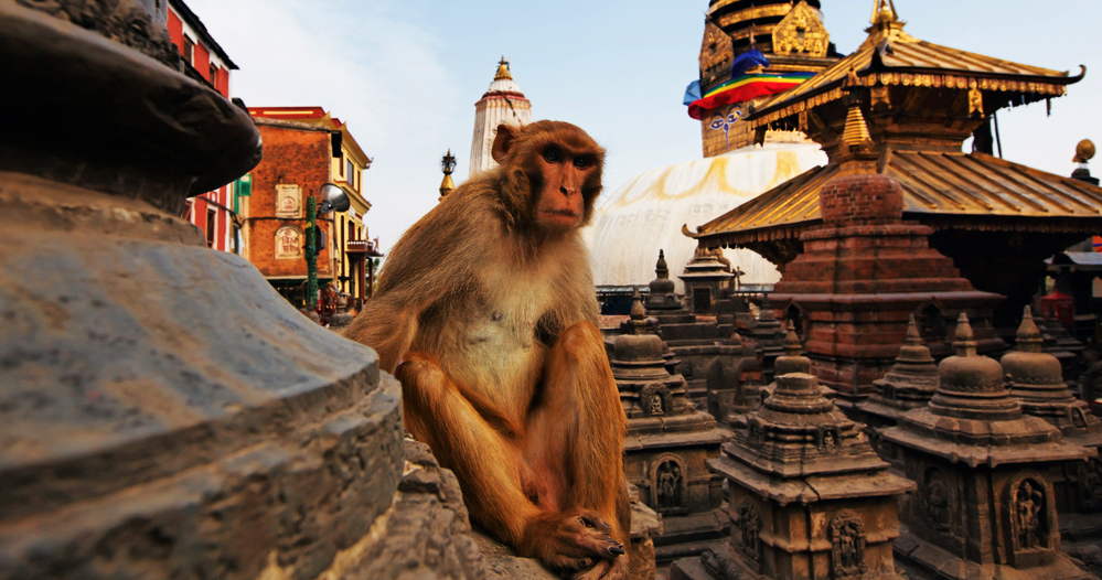 Monkey on Swayambhu